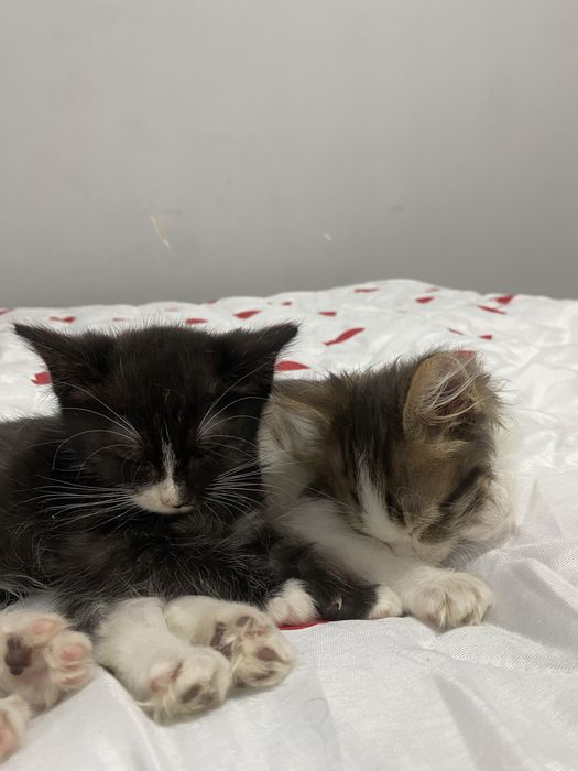 отдам котят даром