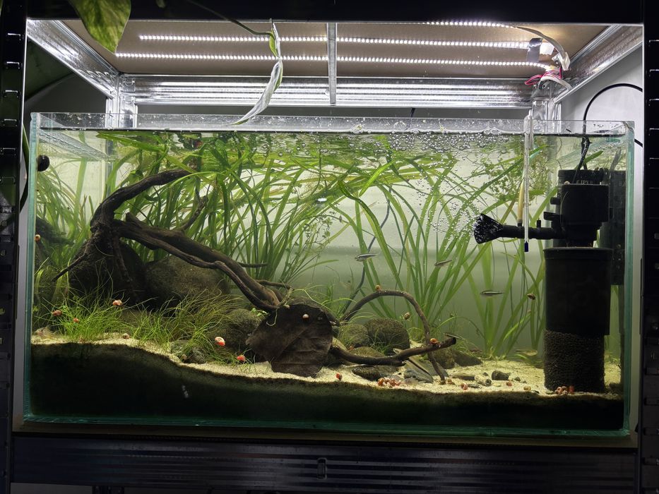 Рибки за аквариум, тетра, расбора хенгел