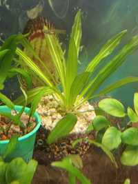 Аквариумные растения эхинодорус