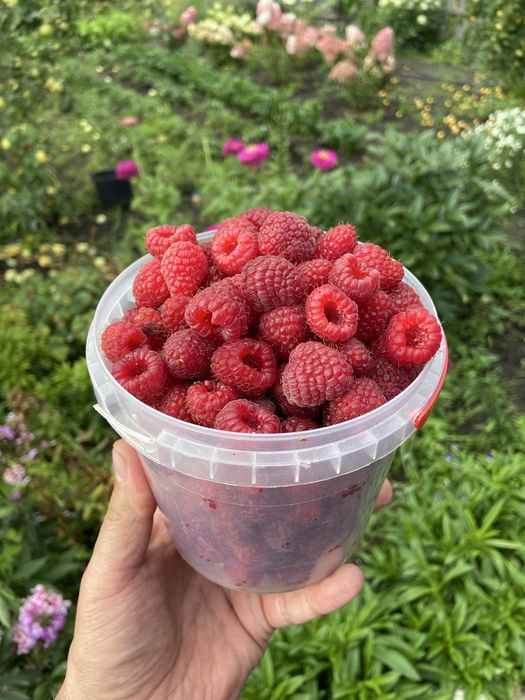 Малина свежесобранная