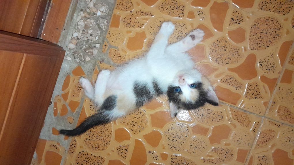 Котята 1,5 месяца