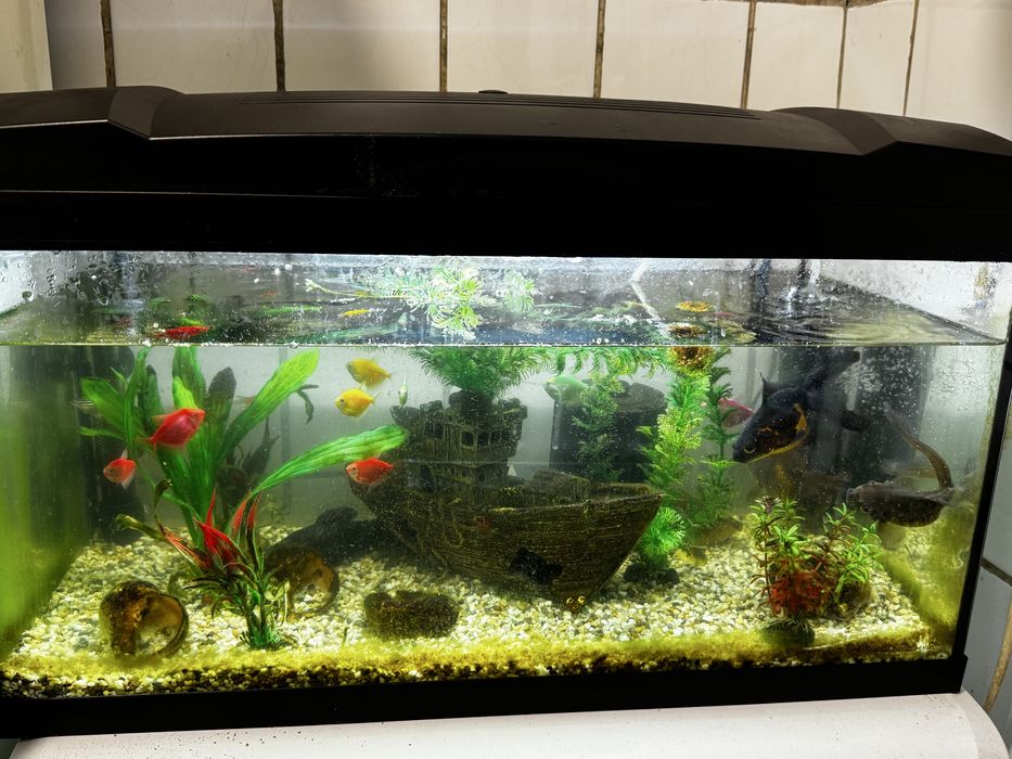 Acvariu pesti 60 L