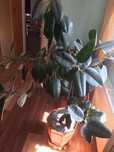 Vand ficus planta de interior