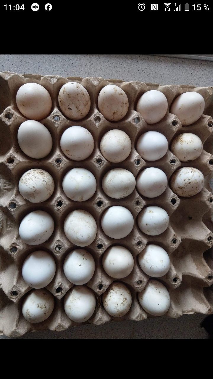 Gaini Hamburg (ouă pentru incubator)