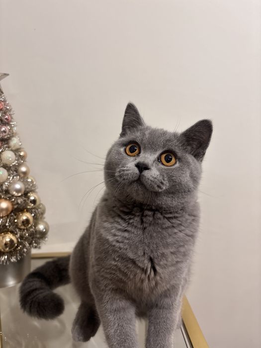 късокосместа британка