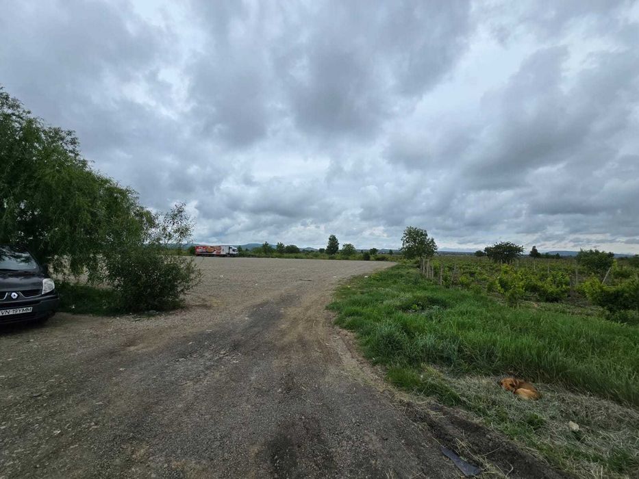 Teren de VINZARE sau INCHIRIEZ = DUMBRAVENI Vrancea 86 ari