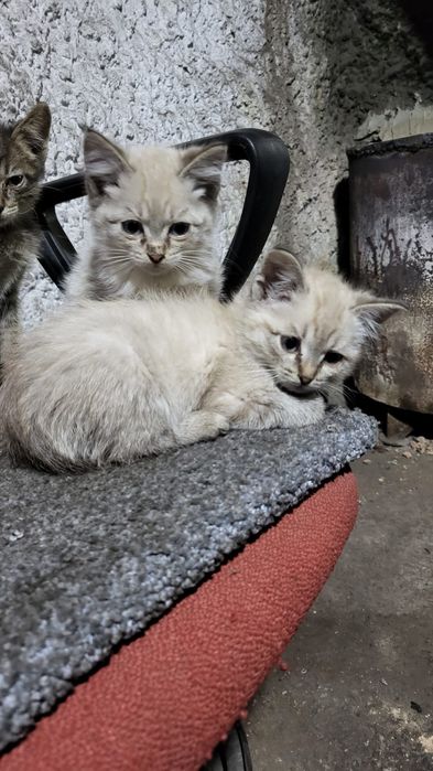 Отдам котят в добрые руки