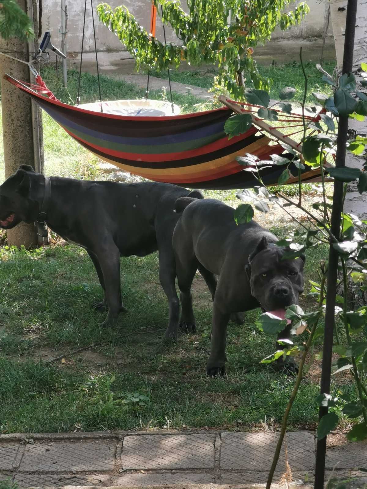 Кученца Кане Корсо Cane Corso