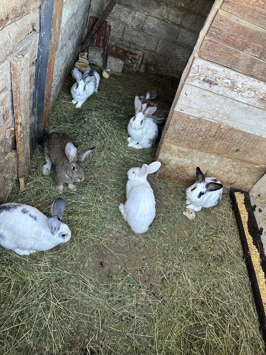 Iepuri de casa , sanatosi .