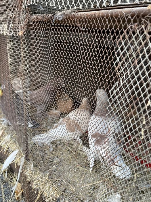 Голуби голубкааа