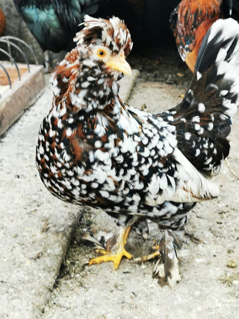 Ouă moțate bărboase încălțate pitice