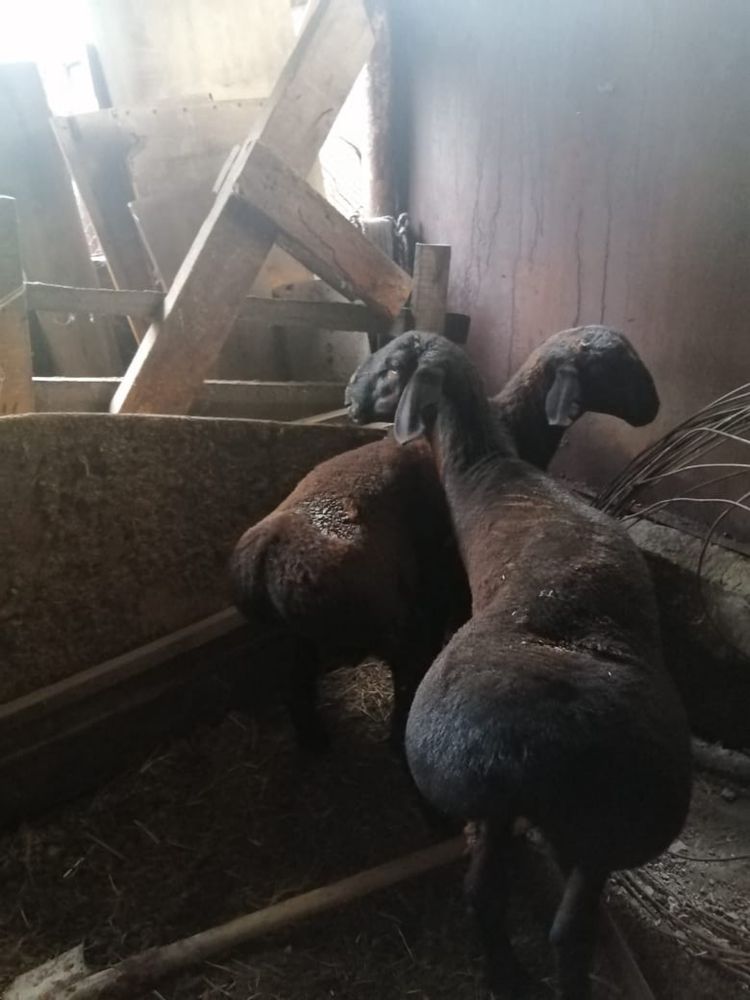 Продам кошкар гиссар