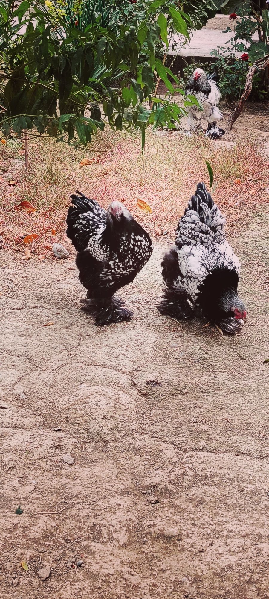 brama tochkaliklardi zorlari