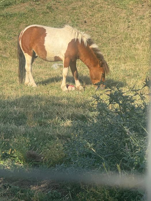 Ponei armasar de vanzare