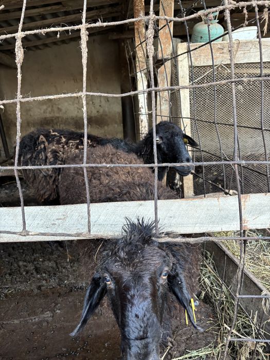 Қойлар сатылады семіз