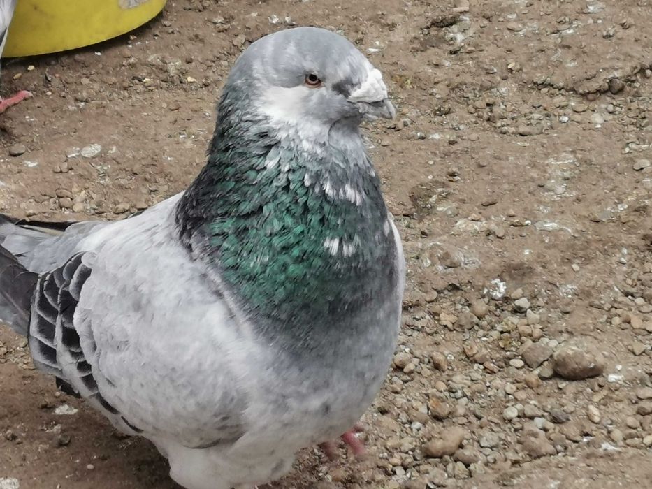 Porumbei voiajori standard și cocoși brahma de vânzare
