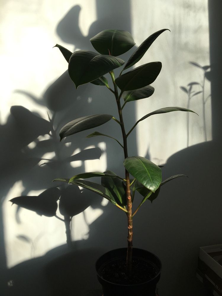 Ficus  60lei -200lei