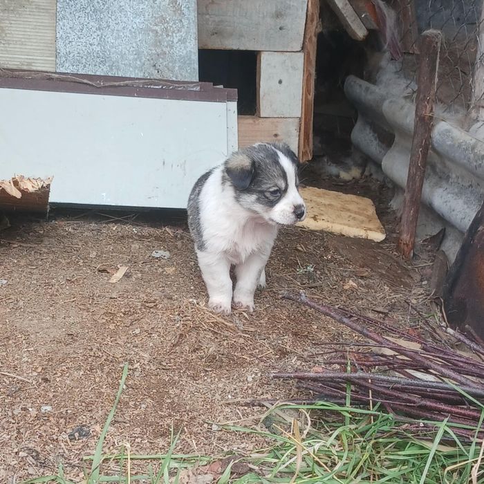 Căței pentru adopție