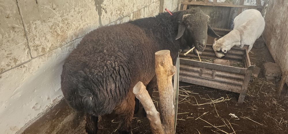 Кучкор сотилади.