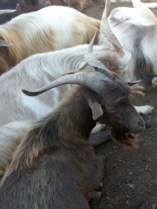 Țapi de vânzare pt prăsilă de 1 an 2 și 3 ani.