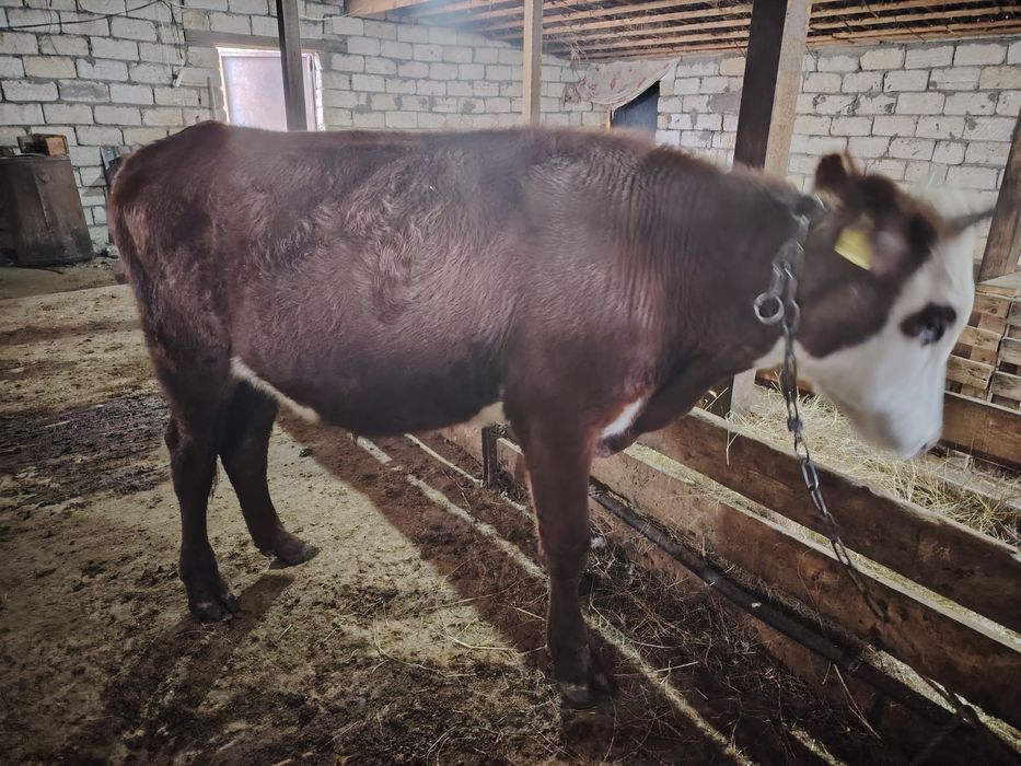 Продам бычка 1,5 годовалого