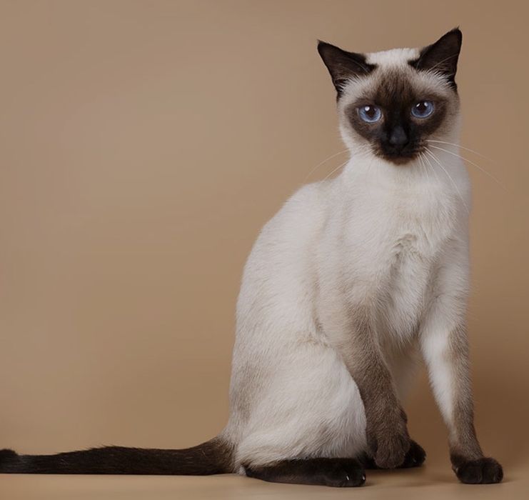 Сиамская кошка прадается