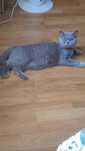 BRITISH Shorthair..