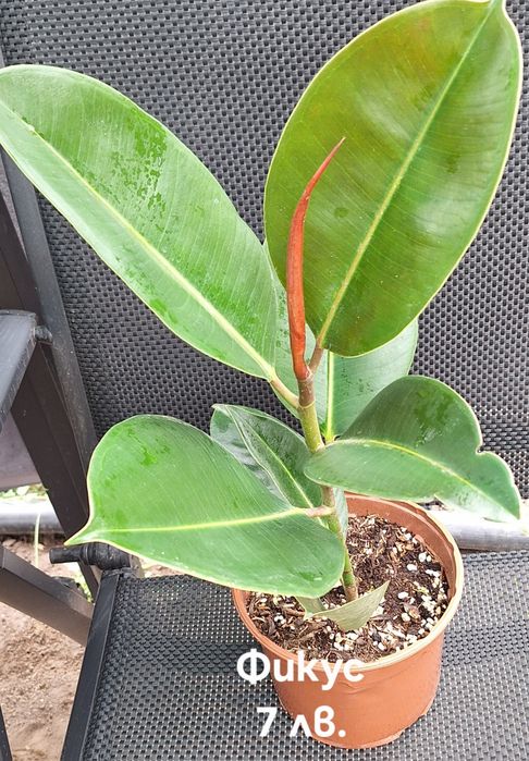 Предлагам стайни растения