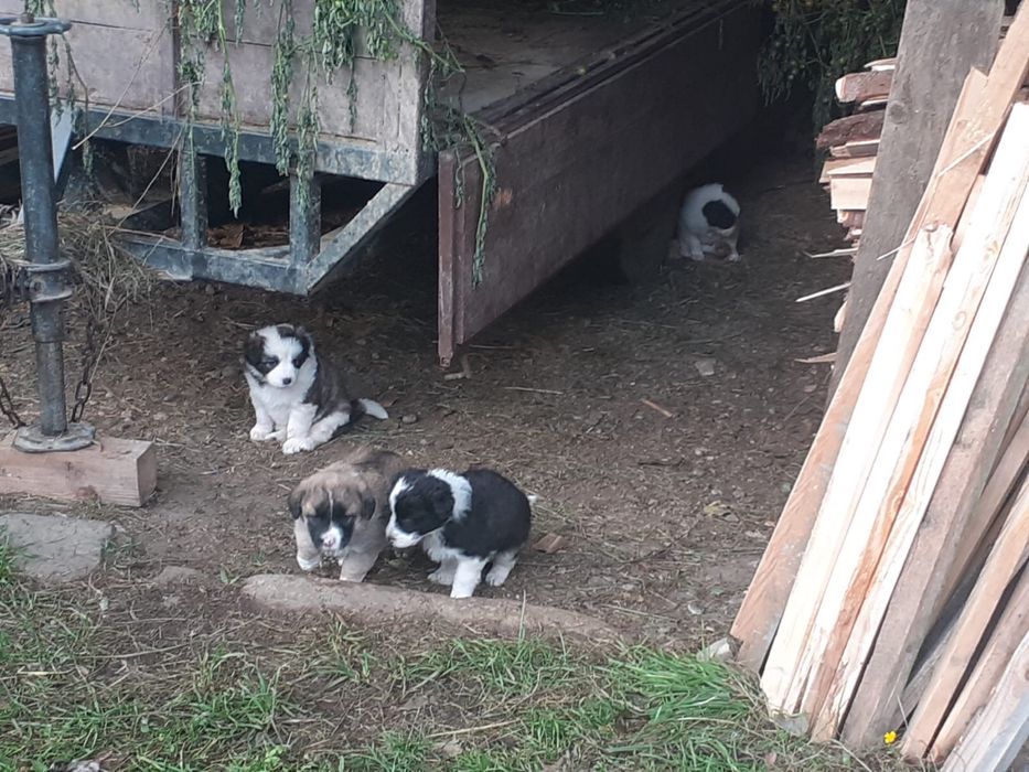 Catei pentru adoptie