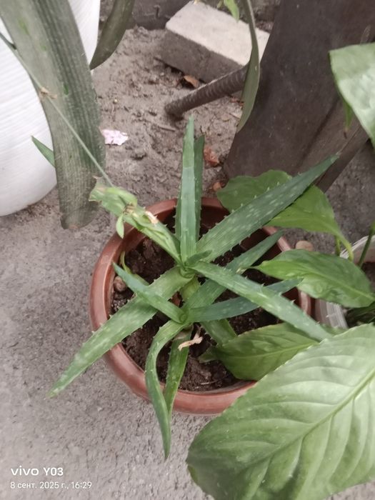 Комнатные цветы разные