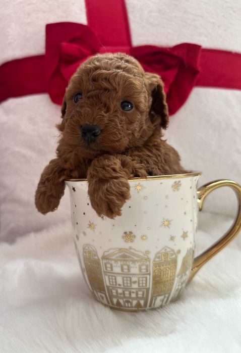 той пудели - toy poodle