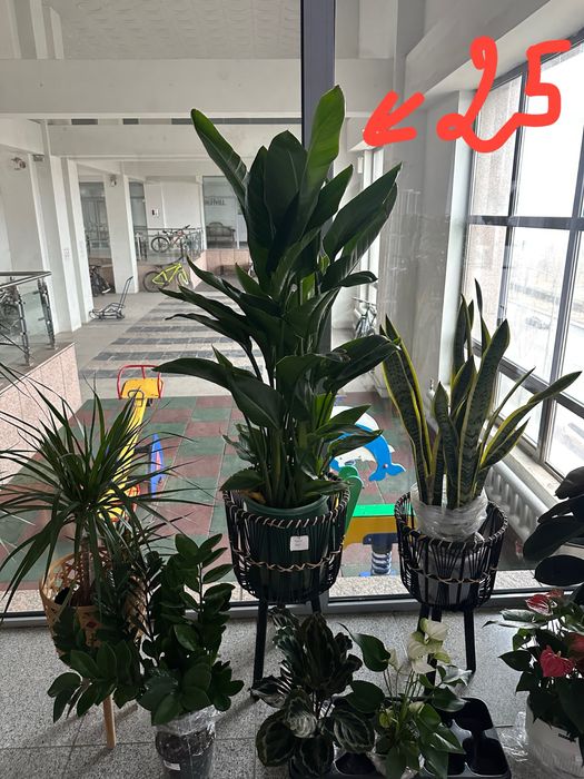 растение в офис и домой. Дерево. Стрелица