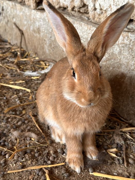 Quyonla sotiladi zoti otasi burgunder onasi velikan
