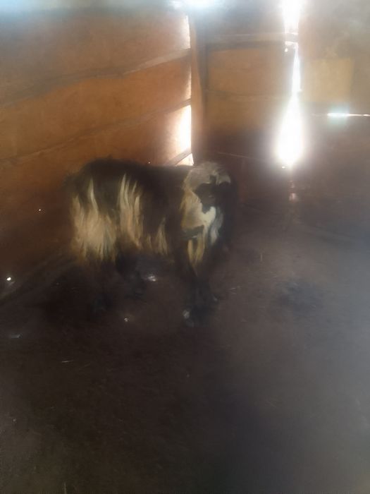 Ţap  de vânzare  din  mamă  zanen  şi tată  metis de alpin Francez