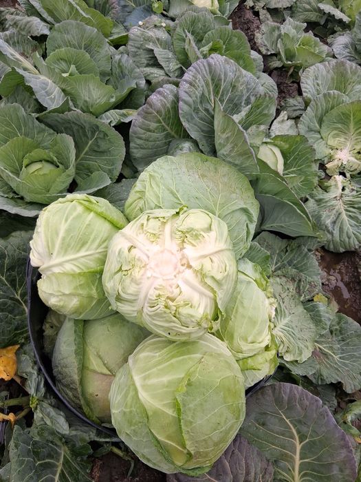 Varza de buzau  50 t