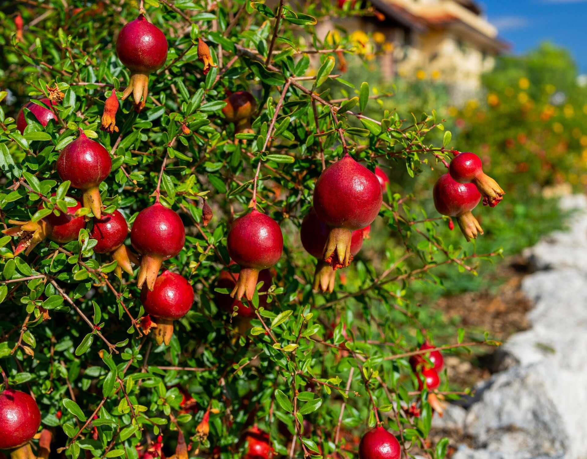 Мини НАР  - Punica Granatum Nana