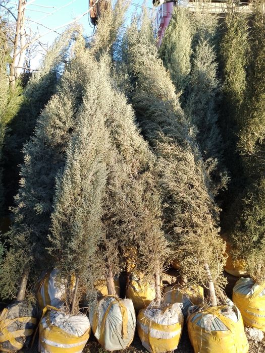 Энг арзон Сасна ваМажвеник арчалар