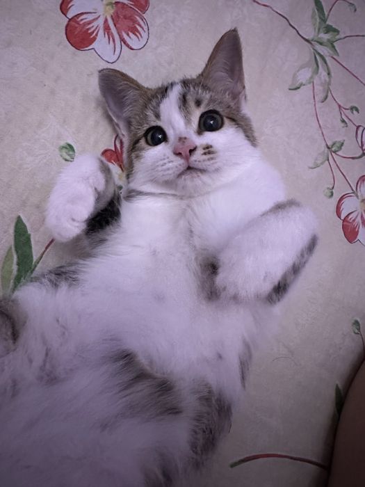 Котенок в хорошие руки