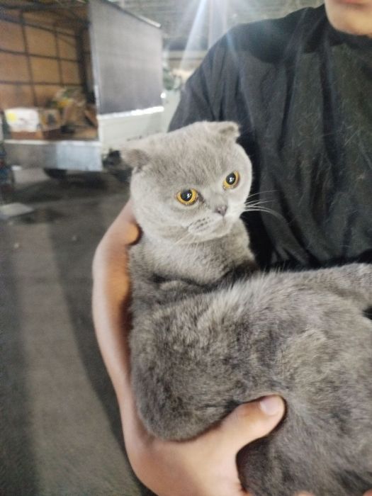 Шотландская кошка