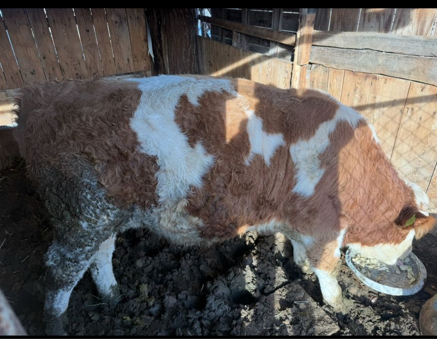 бык чистый симментал 1.2 года