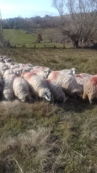 Vând 50 de oi și 47 mieluțe