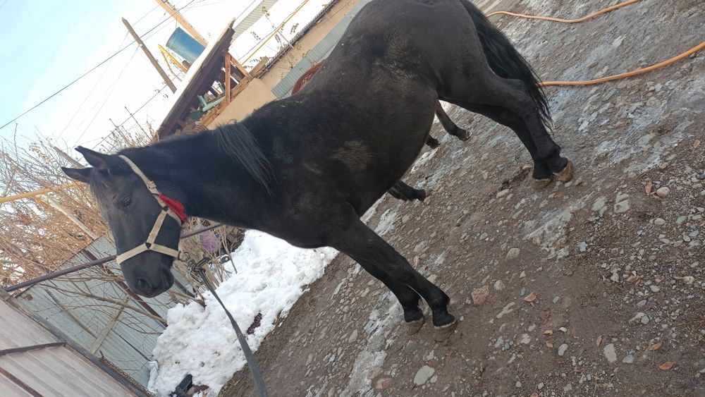 Продам кабылу спокойная очень