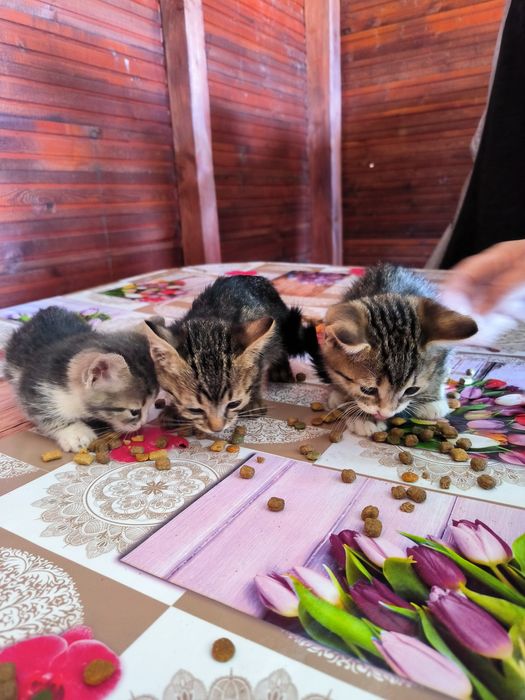 Pisicuțe spre adopție