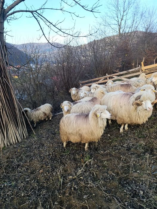 de vanzare oi bune de tinut
