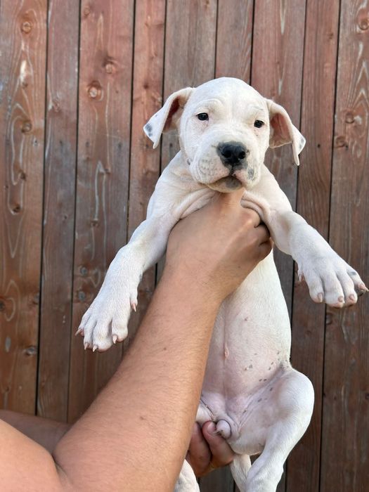 Pui Dogo Argentino femelă – sănătoasă și bine îngrijită