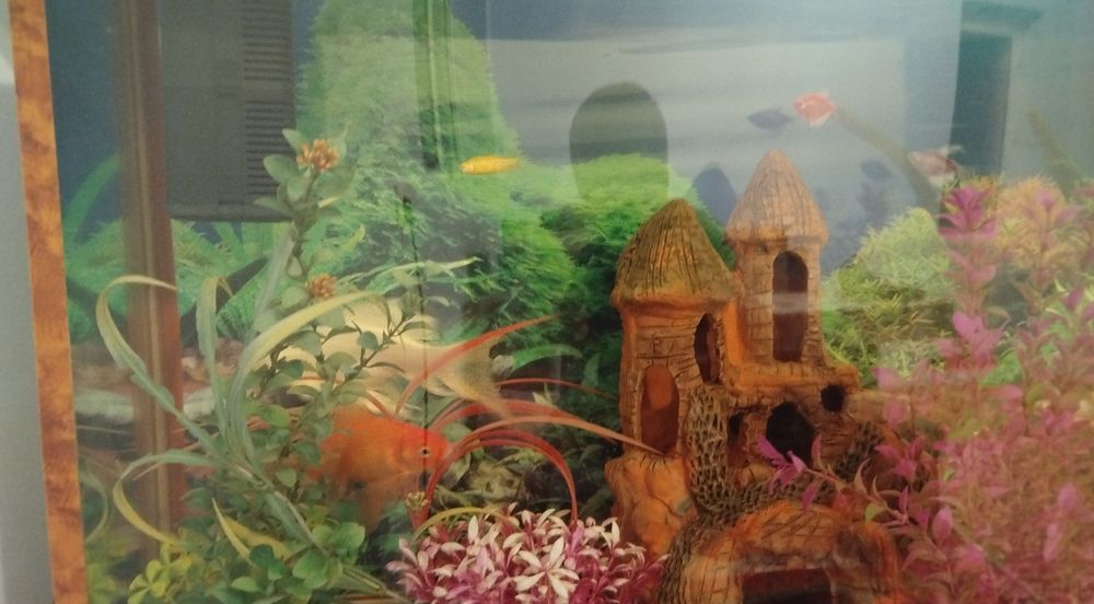 Akvarium sotiladi. Ofis, Uy va Loundry uchun ajoyib imkoniyat va tanlo