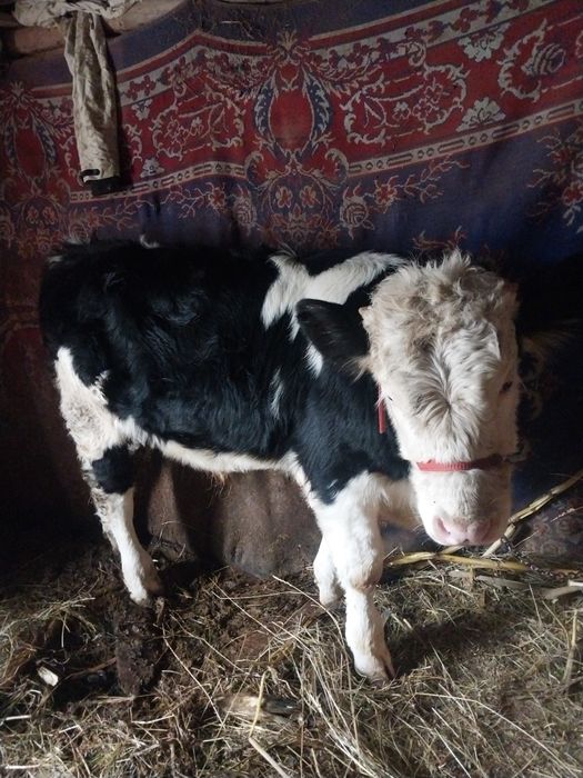 Vțel de vanzare detalii la cerere