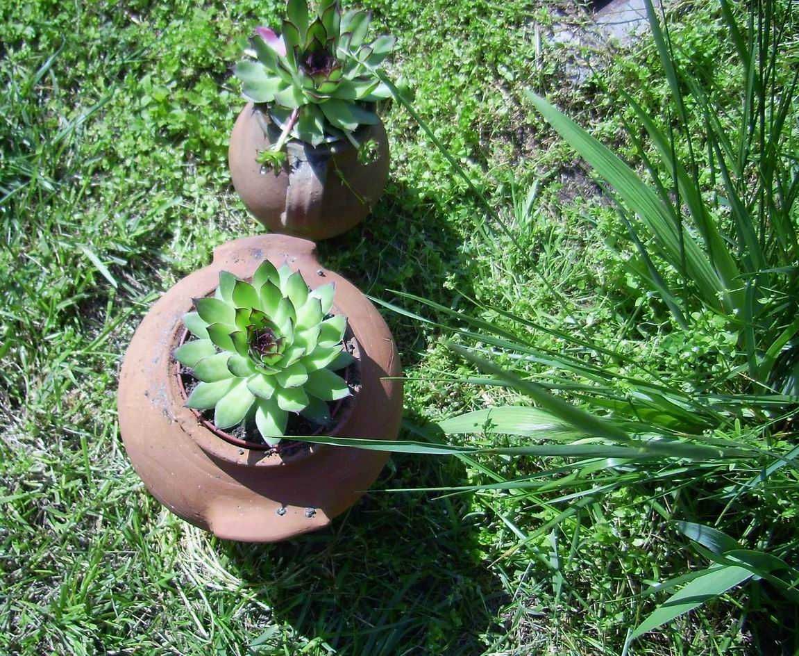 Алпийска роза (sedum Sempervivum)