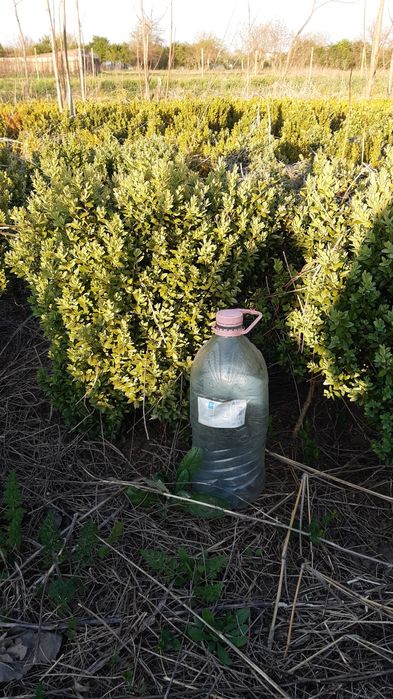 Buxus pentru gard viu și solitari.