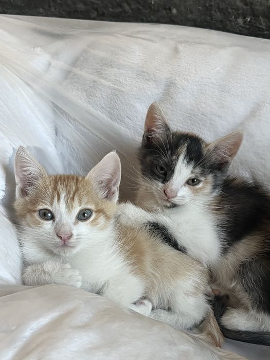 Отдам котят в добрые руки